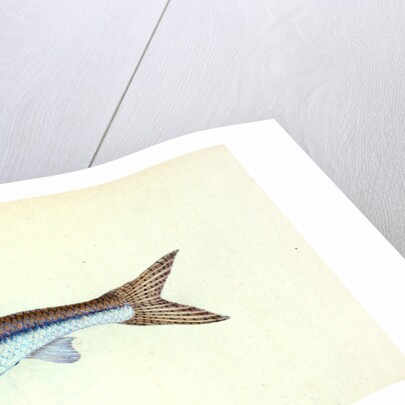 Dab, Pleuronectes limanda by E. Donovan