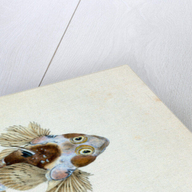 Sordit Dragonet, Callionymus Dracunculus by E. Donovan