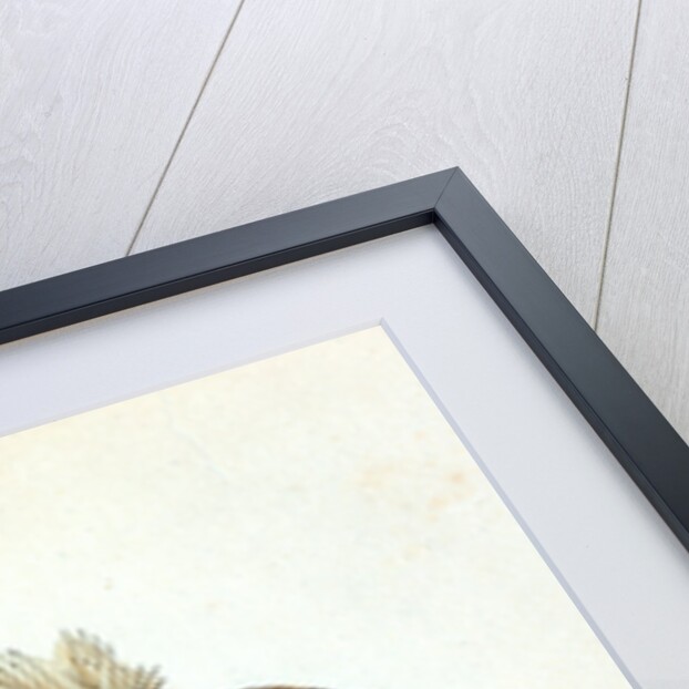 Sordit Dragonet, Callionymus Dracunculus by E. Donovan