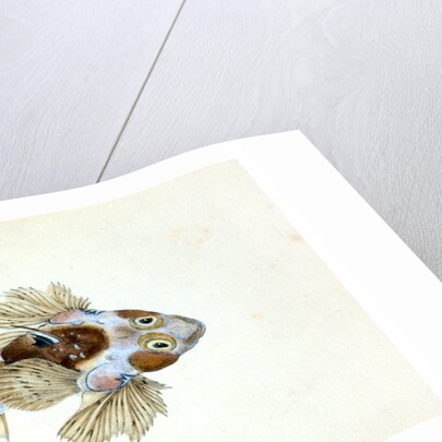 Sordit Dragonet, Callionymus Dracunculus by E. Donovan