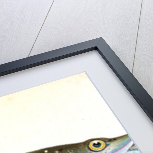 Common Pike, Esox Lucius by E. Donovan