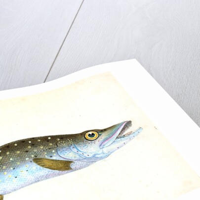 Common Pike, Esox Lucius by E. Donovan