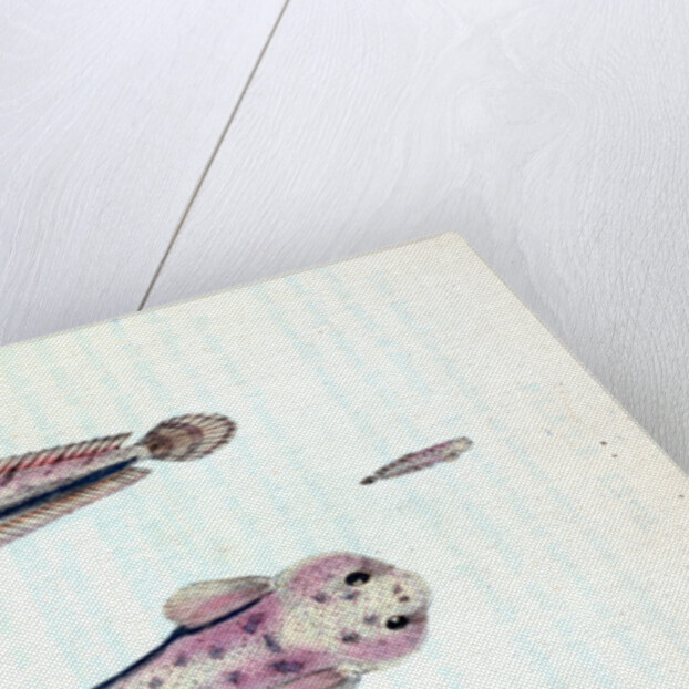 Scotch Torsk, Gadus Brosme by E. Donovan