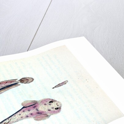 Scotch Torsk, Gadus Brosme by E. Donovan