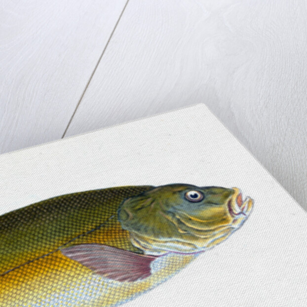 Tench, Cyprinus Tinca by E. Donovan