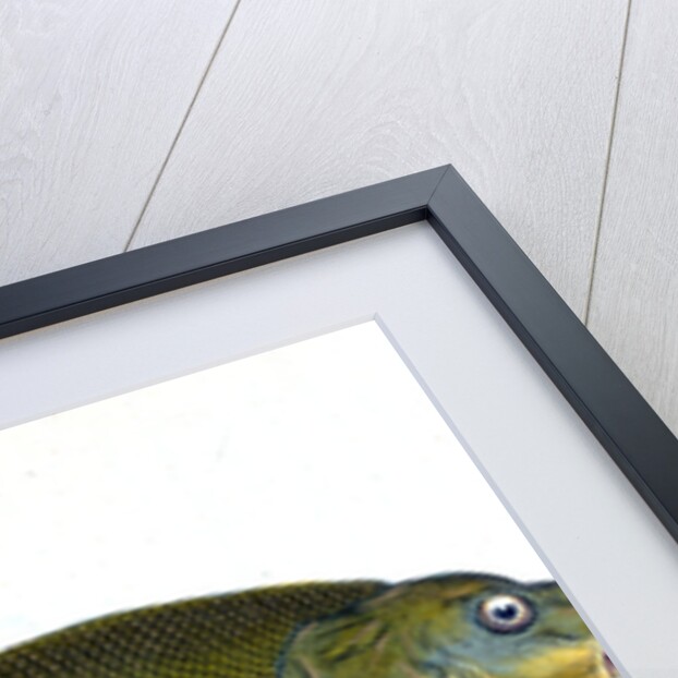 Tench, Cyprinus Tinca by E. Donovan