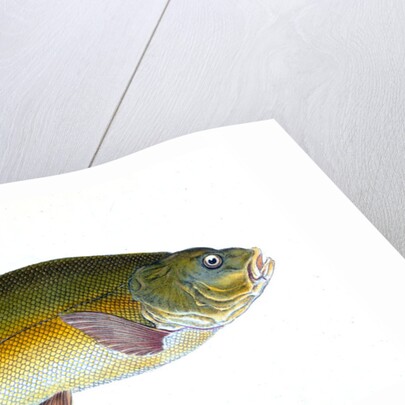 Tench, Cyprinus Tinca by E. Donovan
