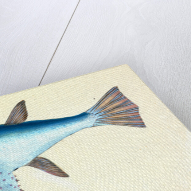 Diminutive Sucker, Cyclopterus Montagui by E. Donovan