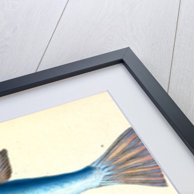 Diminutive Sucker, Cyclopterus Montagui by E. Donovan