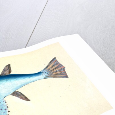 Diminutive Sucker, Cyclopterus Montagui by E. Donovan