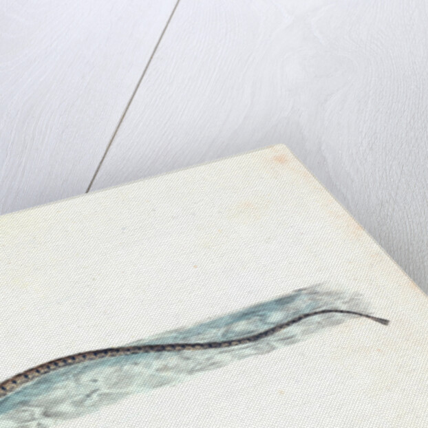 Minow, Cyprinus phoxinus by E. Donovan