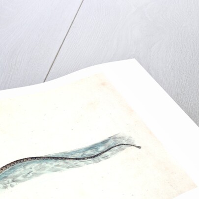 Minow, Cyprinus phoxinus by E. Donovan