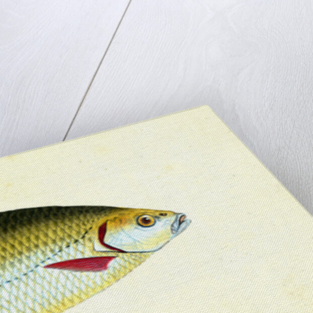 Red-eye, Cyprinus erythropthalmus by E. Donovan