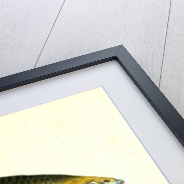 Red-eye, Cyprinus erythropthalmus by E. Donovan