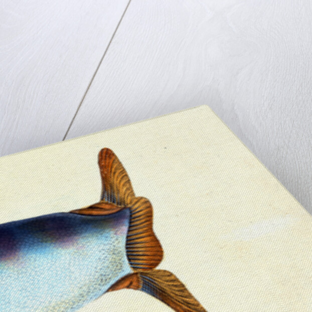 Truncated Sun-fish, Tetrodon truncatus by E. Donovan