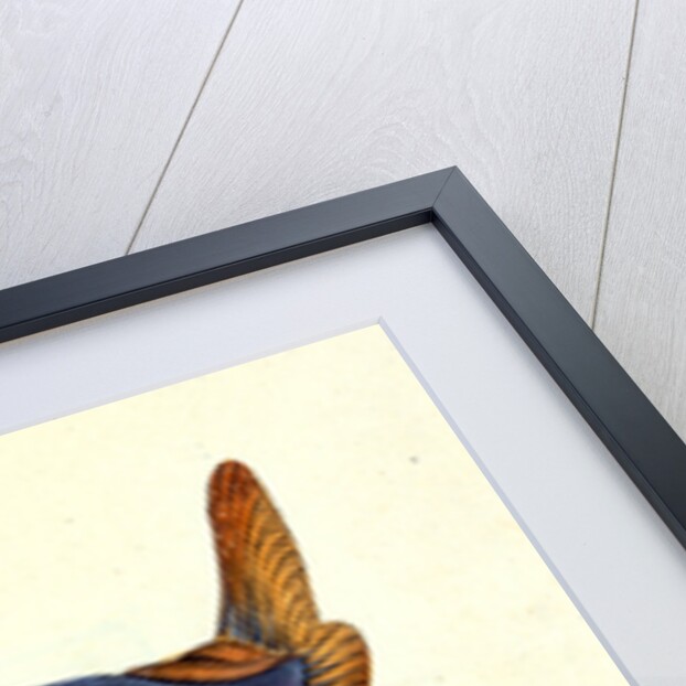 Truncated Sun-fish, Tetrodon truncatus by E. Donovan