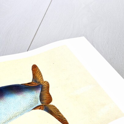 Truncated Sun-fish, Tetrodon truncatus by E. Donovan