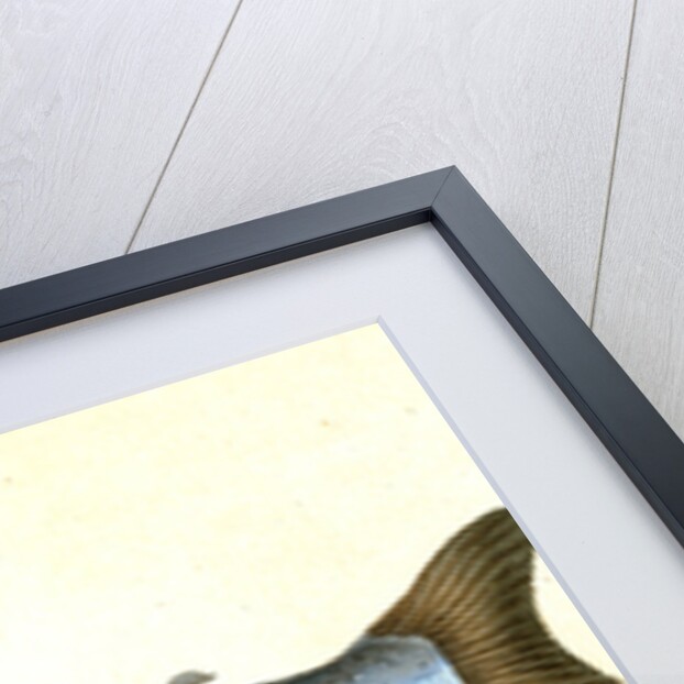 Sewen, Ssalmo Cambricus by E. Donovan