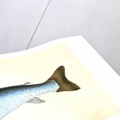 Sewen, Ssalmo Cambricus by E. Donovan