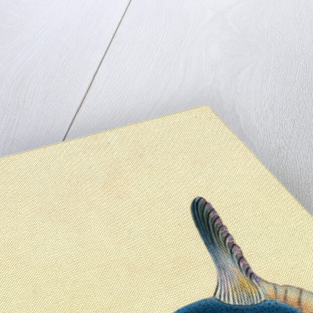 Short Sun-fish, Tetrodon Mola by E. Donovan