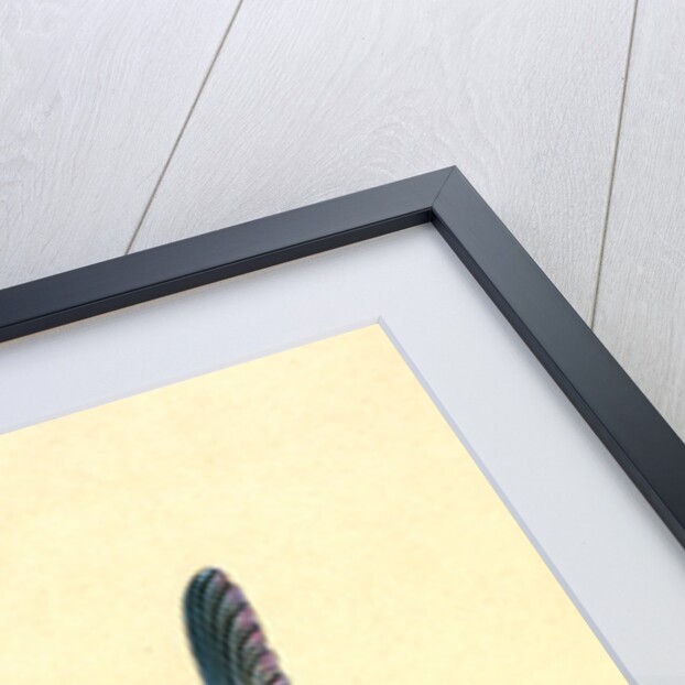 Short Sun-fish, Tetrodon Mola by E. Donovan