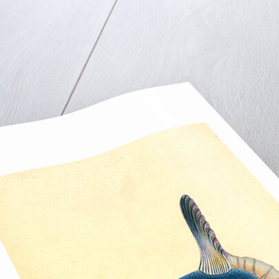 Short Sun-fish, Tetrodon Mola by E. Donovan