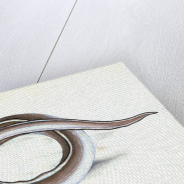 Conger Eel, Muraena Conger by E. Donovan