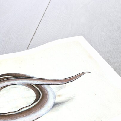 Conger Eel, Muraena Conger by E. Donovan