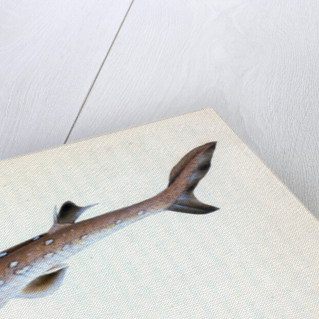 Picked Shark, or Dog Fish by E. Donovan