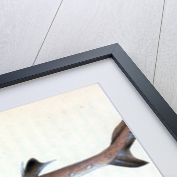 Picked Shark, or Dog Fish by E. Donovan