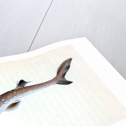 Picked Shark, or Dog Fish by E. Donovan