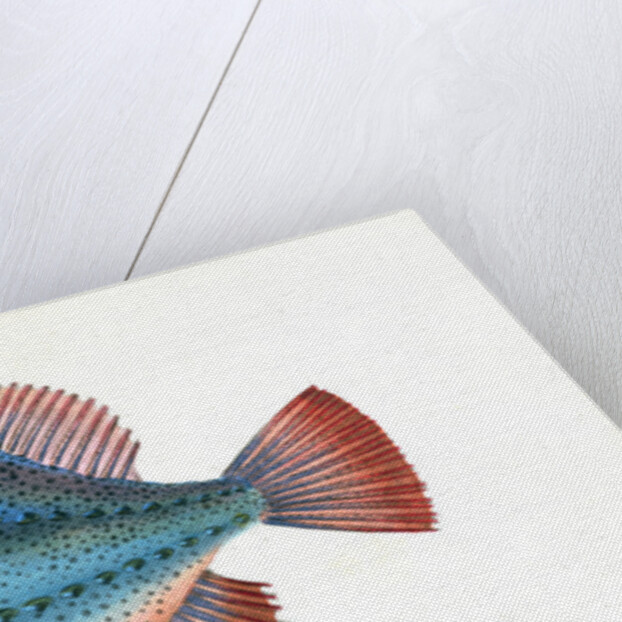 Lump Sucker, Cycloterus Lumpus by E. Donovan