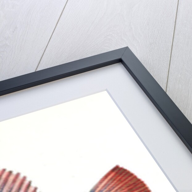 Lump Sucker, Cycloterus Lumpus by E. Donovan