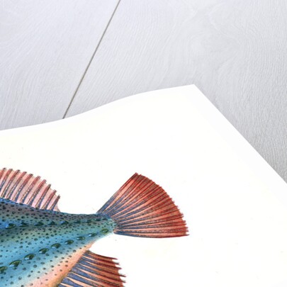 Lump Sucker, Cycloterus Lumpus by E. Donovan