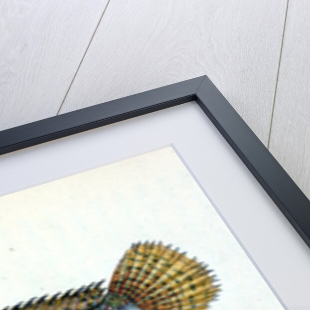 Blenny, smooth, Blennius Pholis by E. Donovan