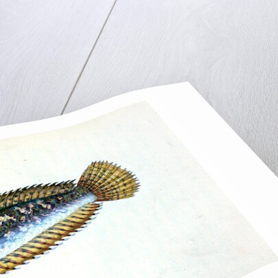 Blenny, smooth, Blennius Pholis by E. Donovan