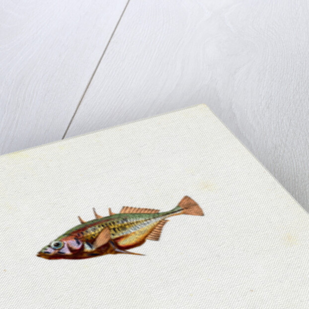 Stickleback, three-spined, Gasterosteus Aculeatus by E. Donovan
