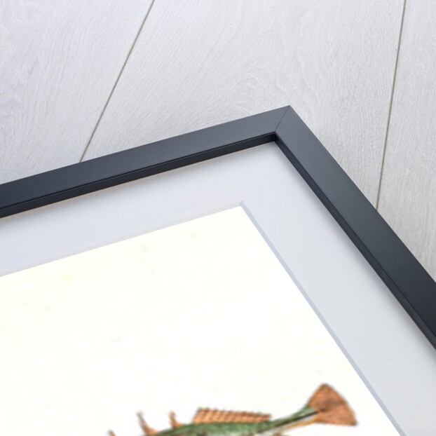 Stickleback, three-spined, Gasterosteus Aculeatus by E. Donovan