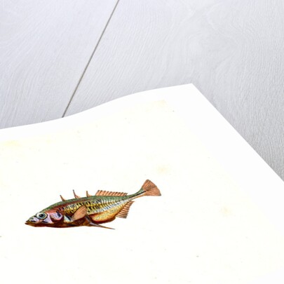 Stickleback, three-spined, Gasterosteus Aculeatus by E. Donovan