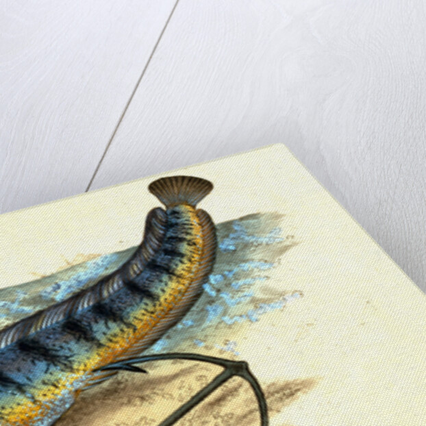 Wolf-fish, Anarhichas Lupus, 1802 by E. Donovan