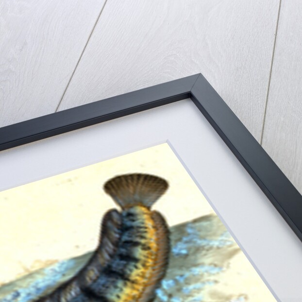 Wolf-fish, Anarhichas Lupus, 1802 by E. Donovan