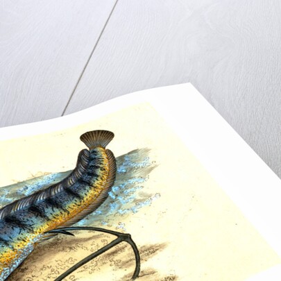 Wolf-fish, Anarhichas Lupus, 1802 by E. Donovan