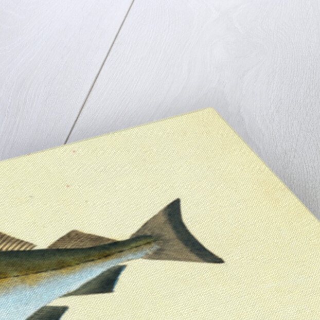 Bib, Gadus Luscus by E. Donovan