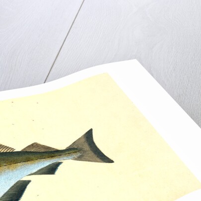 Bib, Gadus Luscus by E. Donovan