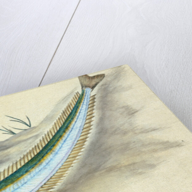 Sand Launce, Ammodytes Tobianus by E. Donovan