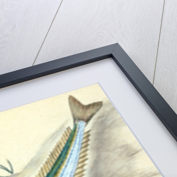 Sand Launce, Ammodytes Tobianus by E. Donovan