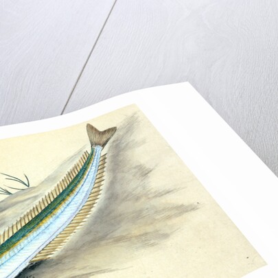 Sand Launce, Ammodytes Tobianus by E. Donovan