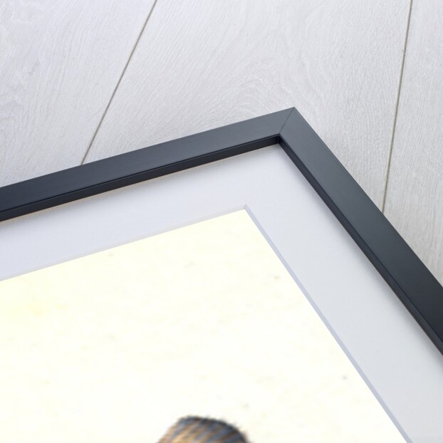 Weever, Trachinus Draco by E. Donovan