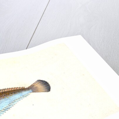 Weever, Trachinus Draco by E. Donovan