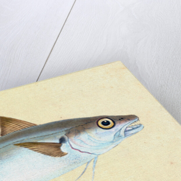 Whiting, Gadus Merlangius by E. Donovan